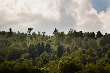 Las wierzchołki drzew z dalekiej perspektywy © Monika