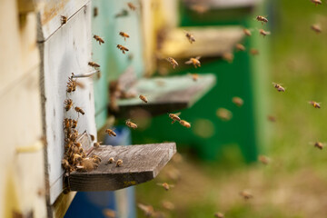 Bee hives in production mode