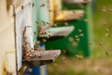 Bee hives in production mode