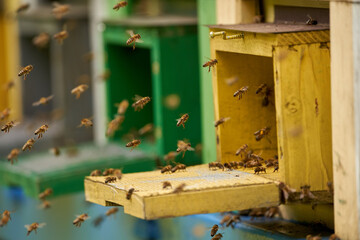 Bee hives in production mode