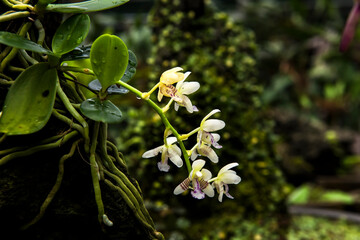 Beautiful Encylia Epiphytic orchid flower(Gastrochilus Aculifolius)

C