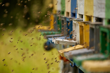 Bee hives in production mode