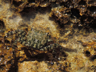 Obraz na płótnie Canvas crab on the rock