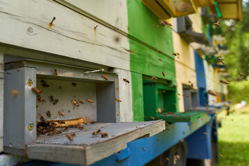Obraz na płótnie Canvas Bee hives in production mode