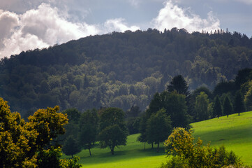 Widok oświetlonej polany z różnymi gatunkami drzew w ciepłych zielonych kolorach   © Monika