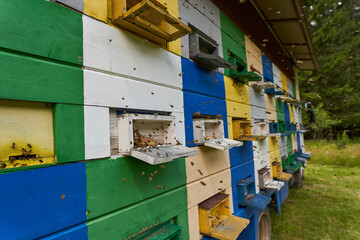 Fototapeta na wymiar Bee hives in production mode