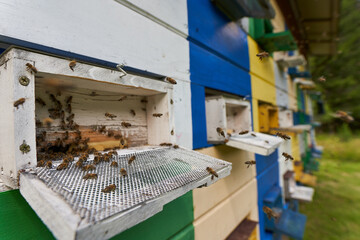 Bee hives in production mode