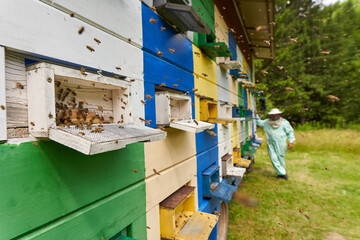 Beekeeper checking his hives