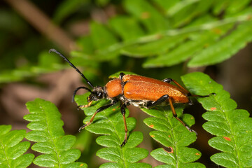 Red-necked beetle crawls on a fern leaf against a blurred background