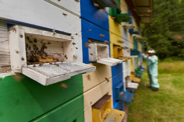 Beekeeper checking his hives