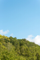 Obraz premium forest and sky to Autumn site 