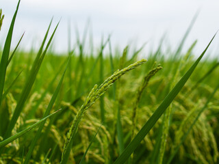 まだ青い稲