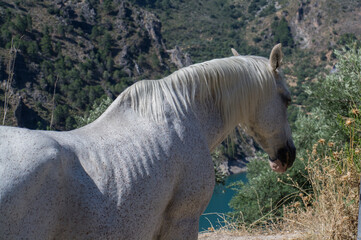 koń zwierze biały nakrapiany głowa grzywa - obrazy, fototapety, plakaty