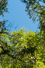 Fototapeta premium green leaves against the blue sky on the camping site
