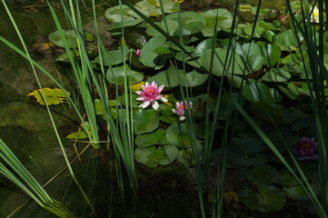 kwiaty lilie staw liście woda  © Piotr
