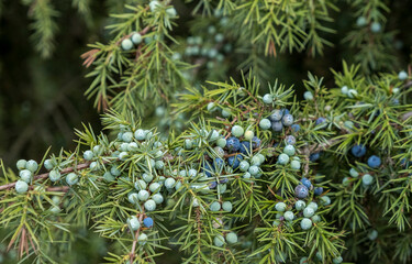Gemeiner Wacholder (Juniperus communis)