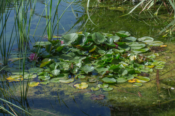 kwiaty lilie staw liście woda  © Piotr