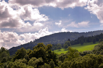 Widok oświetlonej polany z różnymi gatunkami drzew w ciepłych zielonych kolorach   © Monika