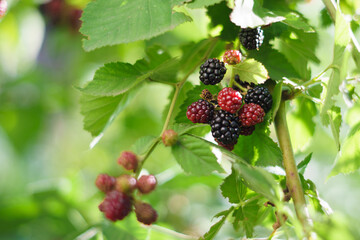 growing blackberry with green leaves and sun flares