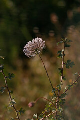Flowers in the countryside