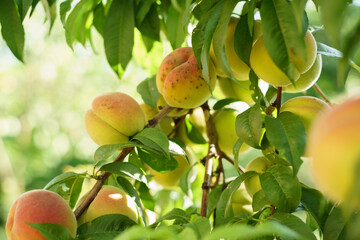growing peach with green leaves and sun flares