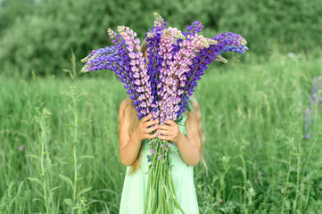 faceless little kid girl with bouquet of bloom flowers lupines in a field in nature outdoor