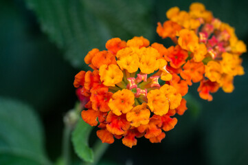 roślina makro bokeh zieleń botanika
