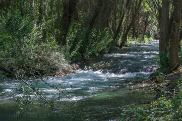Fototapeta premium rzeka drzewa zieleń krajobraz natura