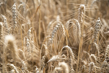 Golden wheat field close up image. Rich crop concept, blurred background.
