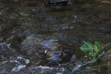 ptak woda rzeka natura kamienie