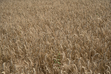 Golden wheat field close up image. Rich crop concept, blurred background.