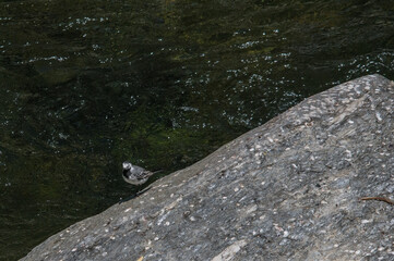 ptak woda rzeka natura kamienie