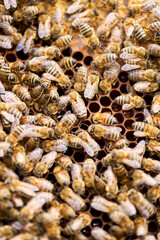 Bees inside the hive