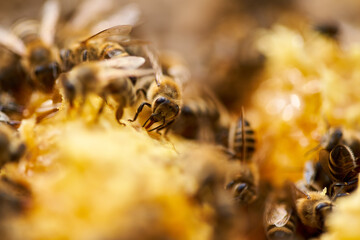 Bees inside the hive