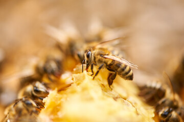 Bees inside the hive