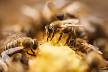 Bees inside the hive