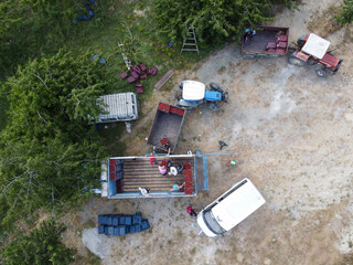 The cherry harvest is loaded onto the truck to be sold in the market. Aerial view
