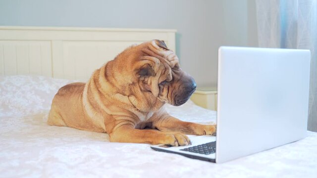 funny sharpei dog lying on a bed or sofa and looking at a laptop monitor. Cheerful pet in the bedroom with the device. Portrait of a purebred dog browsing the internet. 