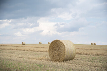 Fototapeta premium Agricultural field made of yellow straw round large bales after harvest, straw rolls, straw bales on the agricultural field. Hay collection in the summer field. Úri, Hungary - 03/07/2020