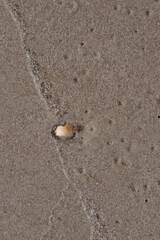 shell on the sand