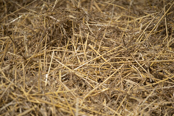 Close up image of big round yellow straw bales after harvest Straw, hay collection in the summer field. Úri, Hungary - 03/07/2020
