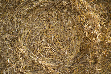 Close up image of big round yellow straw bales after harvest Straw, hay collection in the summer field. Úri, Hungary - 03/07/2020