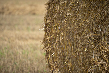 Close up image of big round yellow straw bales after harvest Straw, hay collection in the summer field. Úri, Hungary - 03/07/2020