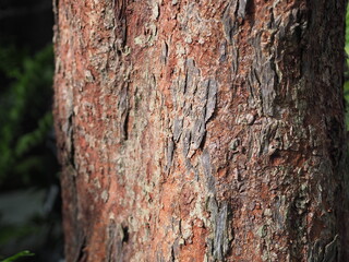 Bark tree dark red brown rough surface texture nature background
