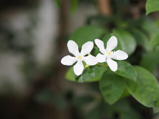 White flower Orange jasmine blooming in garden space for white text