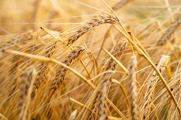 Agricultural field. Ripe ears of barley. The concept of a rich harvest.