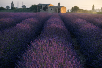 Fototapeta na wymiar Lavanda Porto Tolle 