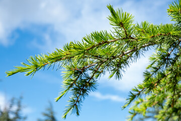 Green pine tree branches  on blue sky background