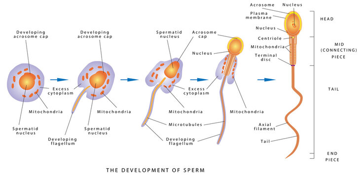 Sperm Development. Espermatozoide. Diagram of a human sperm cell. The development of sperm, Human Sperm cell Anatomy structure of spermatozoon.