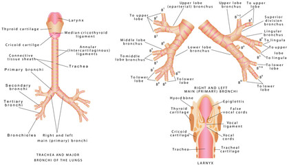 Trachea and bronchi. Trachea and major bronchi of the lungs. Human trachea and bronchioles. Larynx anatomical illustration diagram, educational medical scheme with nasal cavity, larynx, trachea and es